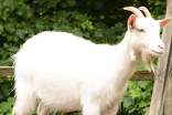 努比山羊的养殖技术