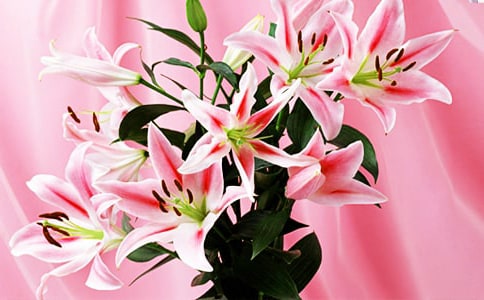 写百合花的作文