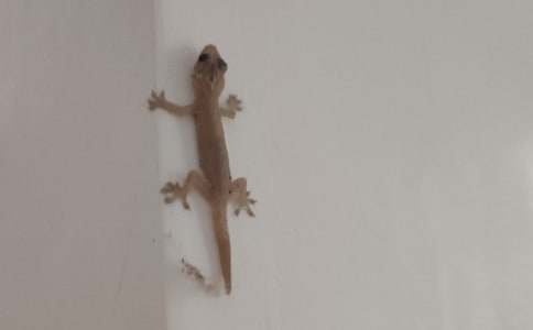 С�ڻ���β������