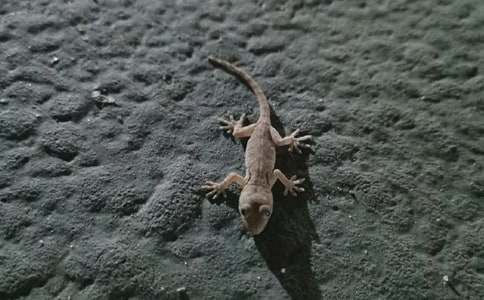 小壁虎借尾巴作文(15篇)