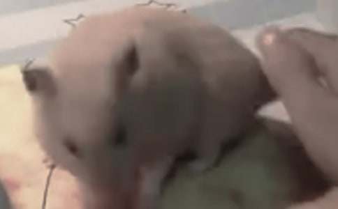 我的小仓鼠作文