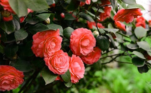 ���ڲ軨������