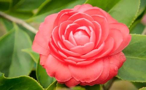 ������ɽ�軨���ģ�ͨ��25ƪ��