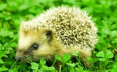 小刺猬的故事作文