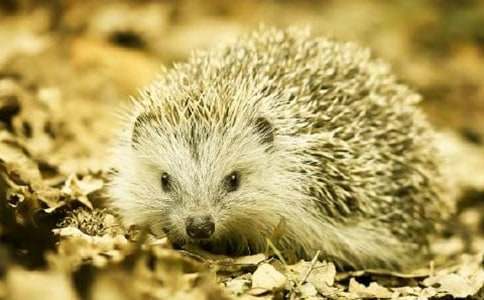 小刺猬作文(集锦15篇)