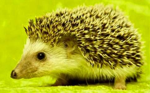 小刺猬卖糖葫芦作文