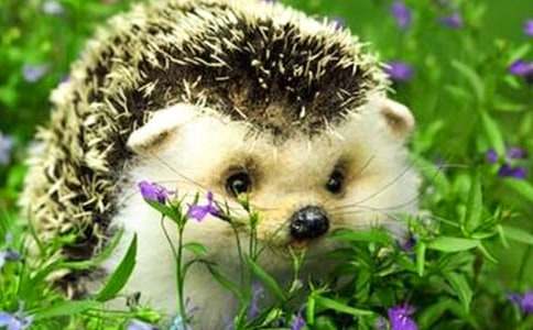 小刺猬作文(15篇)