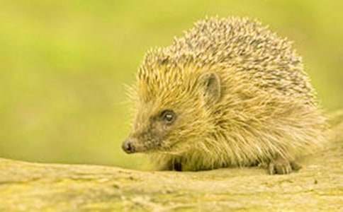 С������Ļ��15ƪ