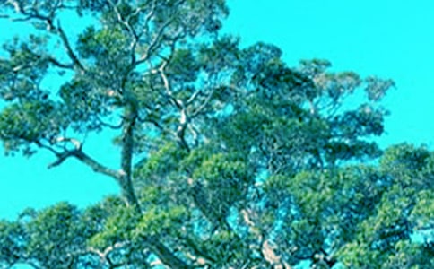 ��ͨ�ã������еĴ�������600��15ƪ