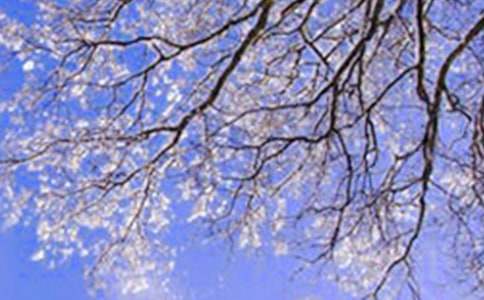 美丽的冬天作文【精】