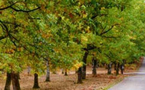 ��ѡ�����羰������300����ƪ