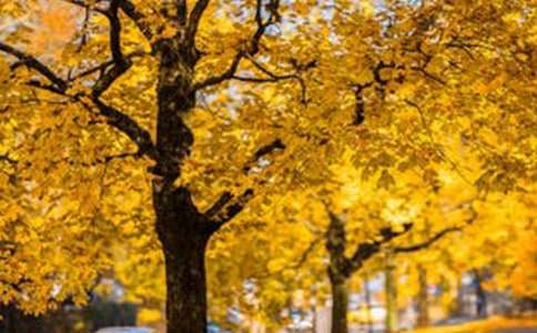 �����羰������(�ϼ�15ƪ)