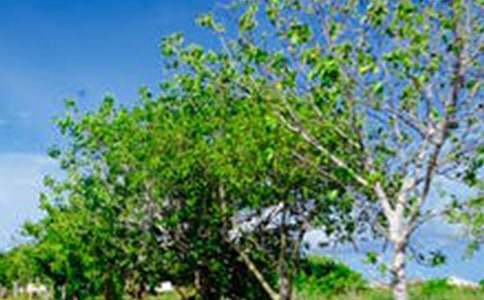 ���Ƽ��������羰������ƪ