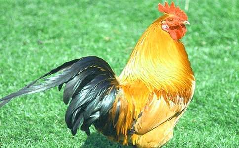 经典童话《小公鸡学吃喇叭》故事梗概及赏析