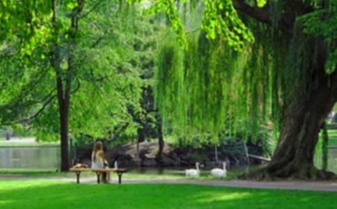 ���ݹ�԰���δ�(8ƪ)