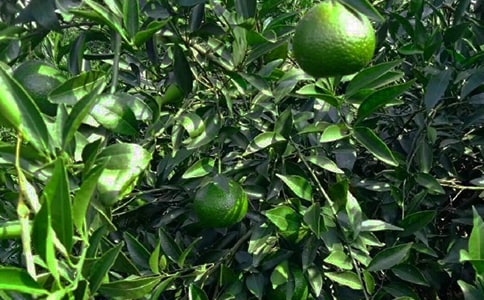 果园转让合同【合集15篇】