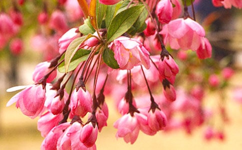 �����㺣�ġ��ۺ��(ͨ��15ƪ)