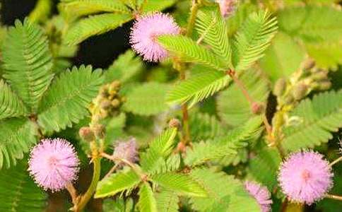 ��д���߲ݵ�����