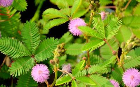 �ҵ�ֲ�����Ѻ��߲�����