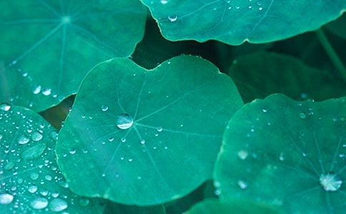 �������ĺ�Ҷ������ѡ