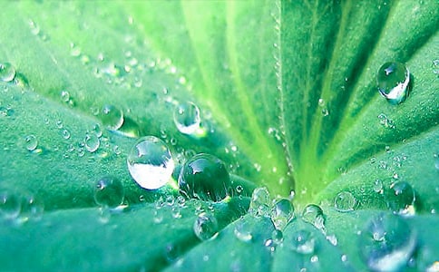 关于荷叶的作文