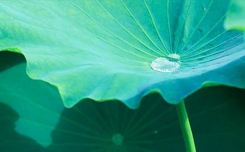 ��д��Ҷ����