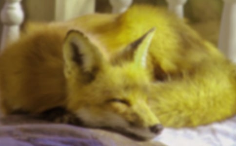 读《再被狐狸骗一次》有感