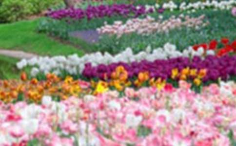 美丽花园作文600字四篇