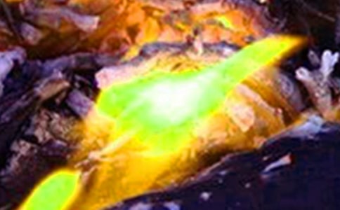 ���ر������ִ��õ�Ӧ��Ԥ��