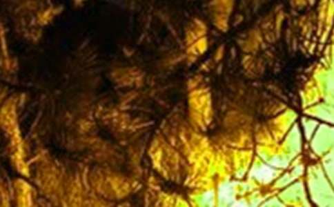 ���¹��ڻ��־�����