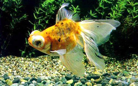 ��ʵ�á��������꼶���Ļ��10ƪ