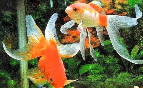 描写金鱼作文600字8篇