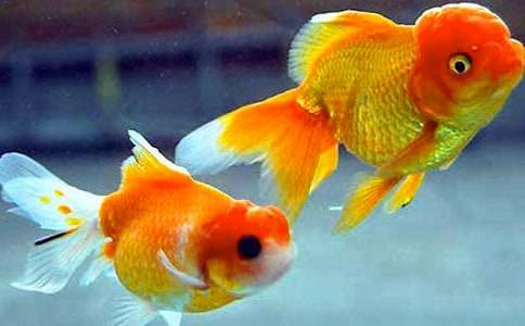 �������Ψ������ժ��