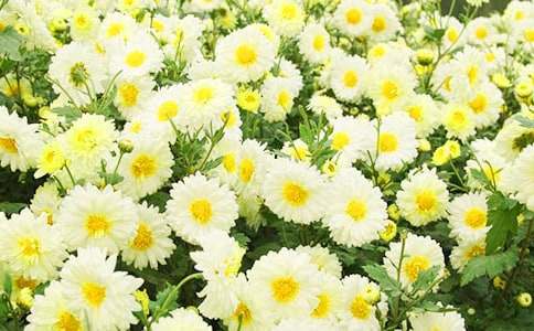 �����ջ�����