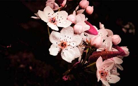 �����滨�ľ���