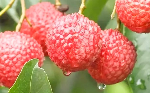 ��֦����ľ���