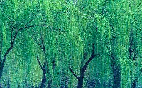 描写柳树的作文