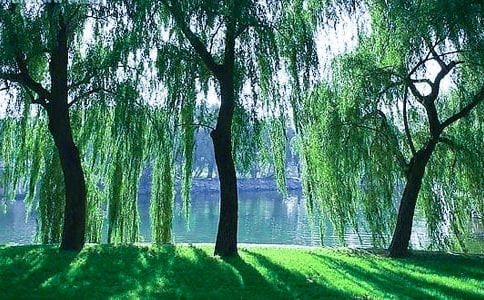 �������������ĳ���15ƪ