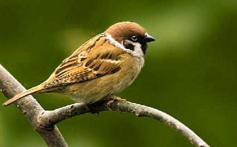 [��Ʒ]С��ȸ����