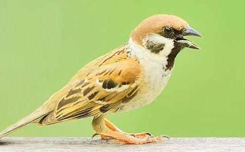 小麻雀作文600字四篇