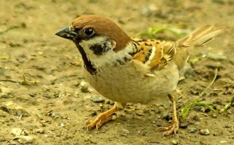 ��д��ȸ������3ƪ(�Ƽ�)