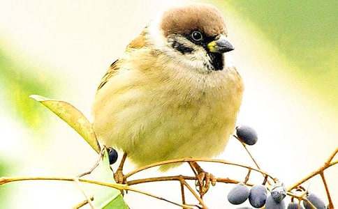 С��ȸ����(���15ƪ)