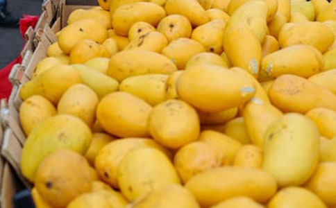 �����Ұ�â������300�ּ�����ƪ