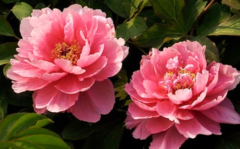 ĵ�������꼶����3ƪ