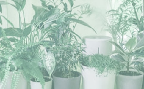 С��������15ƪ