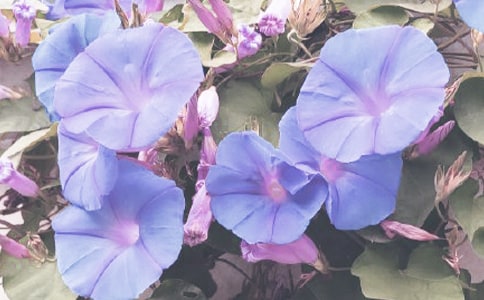 ǣţ�����꼶������ƪ