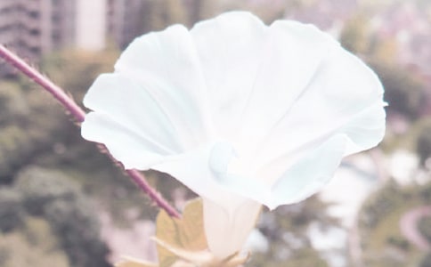 ǣţ����������