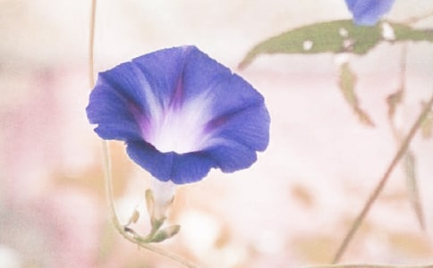 ���Ƽ���ǣţ�����꼶����8ƪ