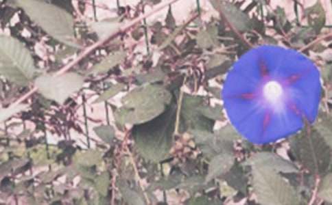 ǣţ��������