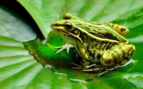 解救小青蛙作文